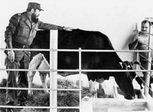 Cineasta cubano aborda mito de Ubre Blanca en documental de próximo estreno Cineasta cubano aborda mito de Ubre Blanca en documental de próximo estreno